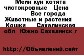 Мейн-кун котята чистокровные › Цена ­ 25 000 - Все города Животные и растения » Кошки   . Сахалинская обл.,Южно-Сахалинск г.
